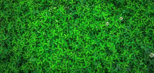 Best Eco-Friendly Flooring Options